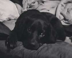 He had a dog named Zigger when he was a child.